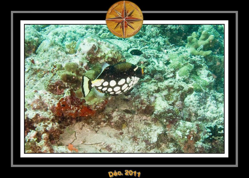 2011 Maldives 056