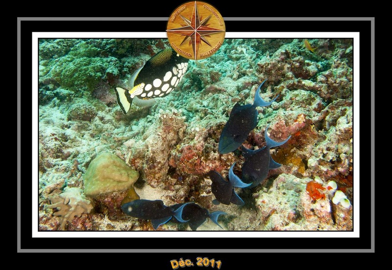 2011 Maldives 057