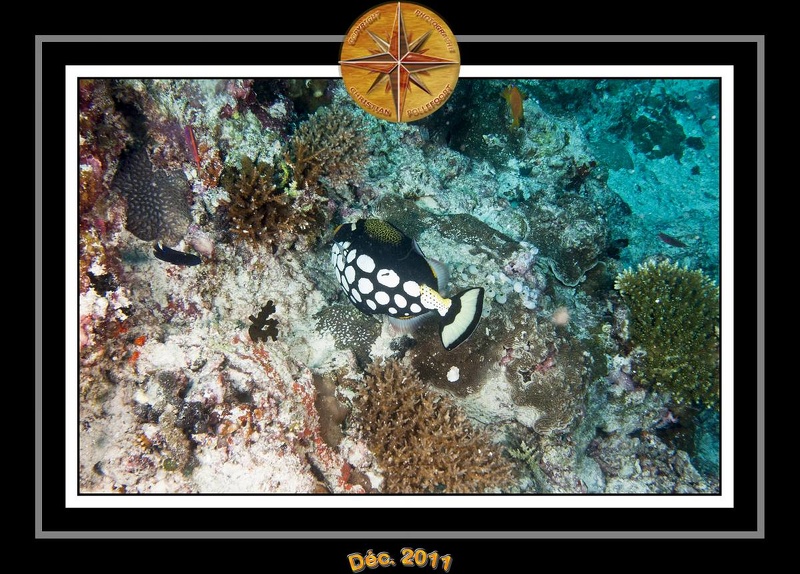 2011 Maldives 058
