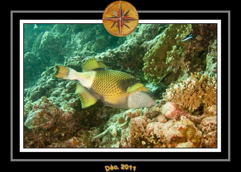 2011 Maldives 060