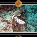 2011 Maldives 070
