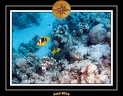 2014 Egypte 37