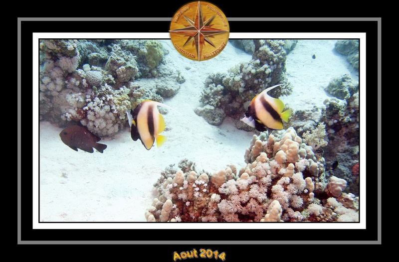 2014 Egypte 51