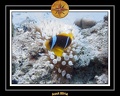 2014 Egypte 59