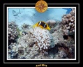 2014 Egypte 60