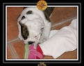 20 Nov 2005 Yoda 041