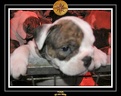 20 Nov 2005 Yoda 045