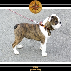 Yoda 2006 1eres ballade en laisse