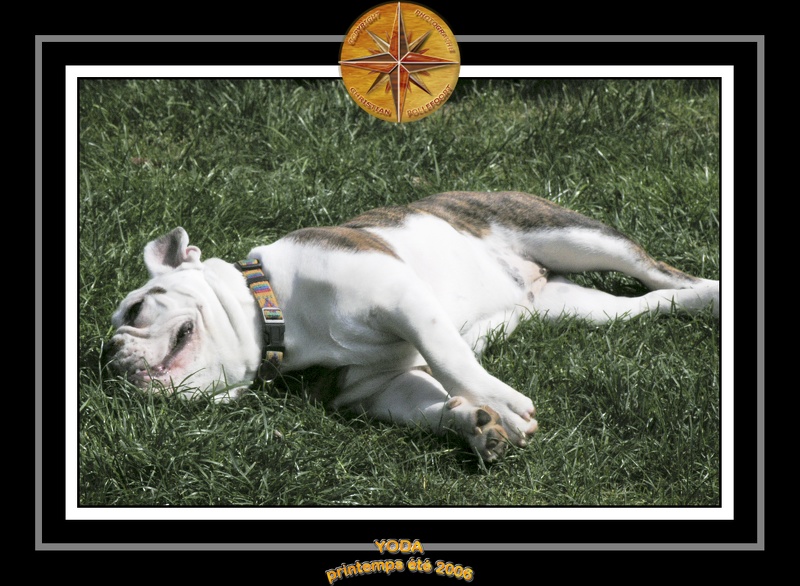 Yoda 2006 Jardin 003