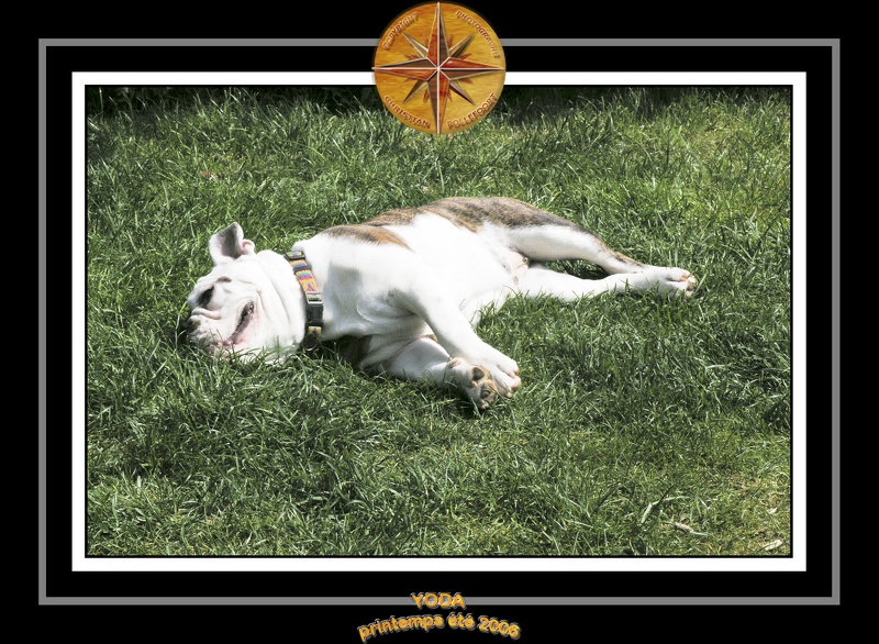 Yoda 2006 Jardin 004