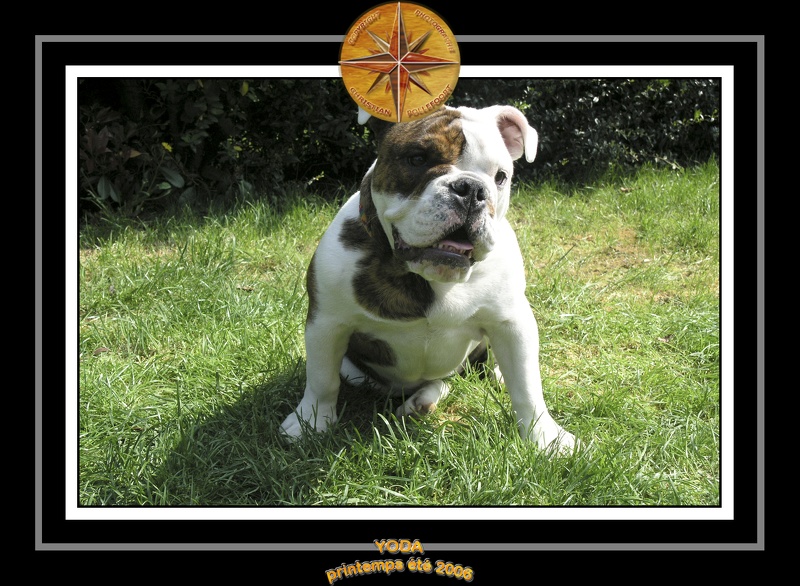 Yoda 2006 Jardin 009