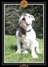Yoda 2006 Jardin 016