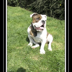 Yoda 2006 Jardin