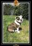 Yoda 2006 Jardin 023