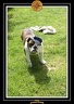 Yoda 2006 Jardin 041