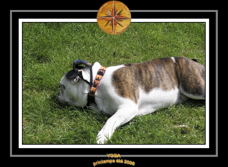 Yoda 2006 Jardin 047