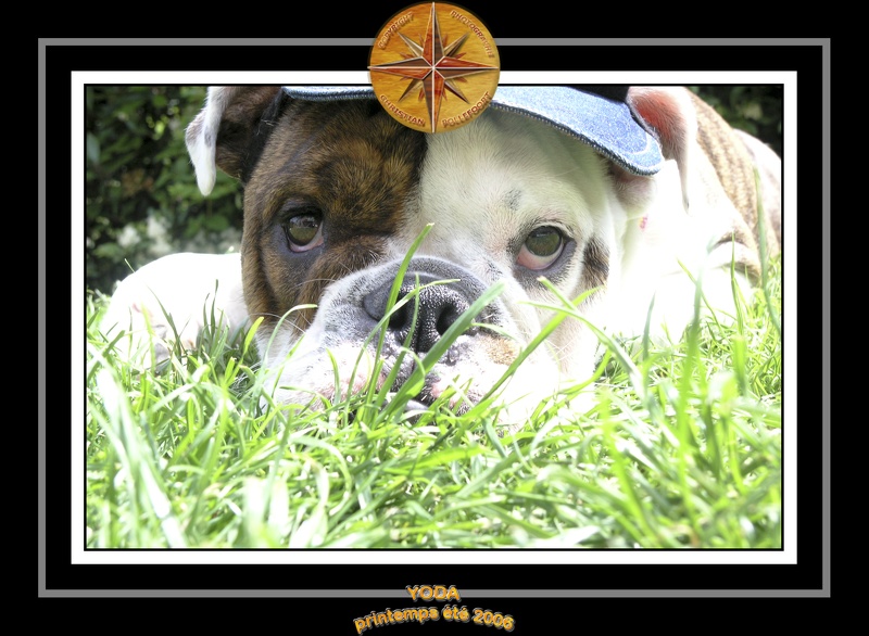 Yoda 2006 Jardin 055