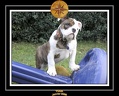 Yoda 2006 Jardin 085