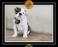 Yoda 2006 Jardin 086