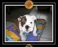 Yoda 2006 Maison 002