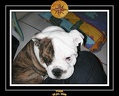Yoda 2006 Maison 003