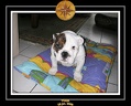 Yoda 2006 Maison 004