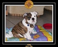Yoda 2006 Maison 011