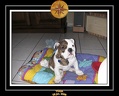 Yoda 2006 Maison 016