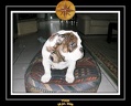 Yoda 2006 Maison 017