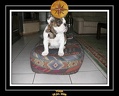 Yoda 2006 Maison 018