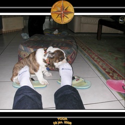Yoda 2006 Maison