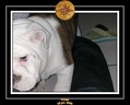 Yoda 2006 Maison 026