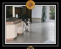 Yoda 2006 Maison 035