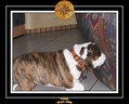 Yoda 2006 Maison 042