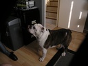 Yoda 2008 002