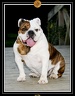 Yoda 2008 003