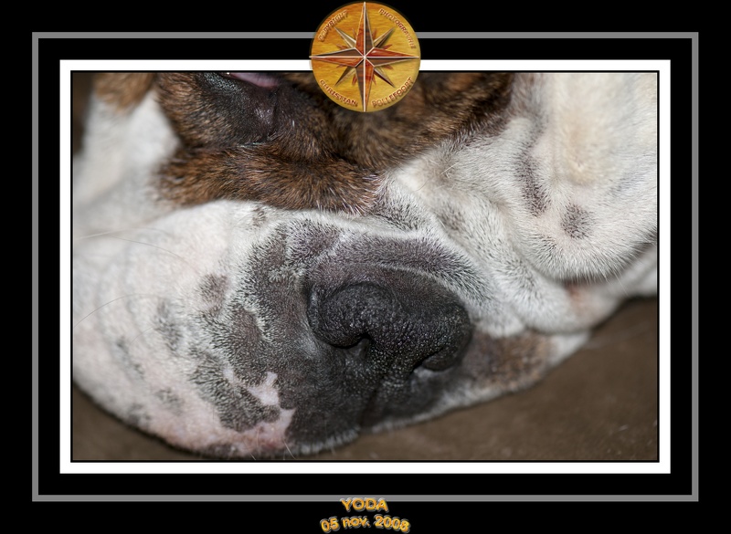 Yoda 2008 Gros Plan 001