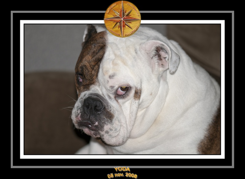 Yoda 2008 Gros Plan 003