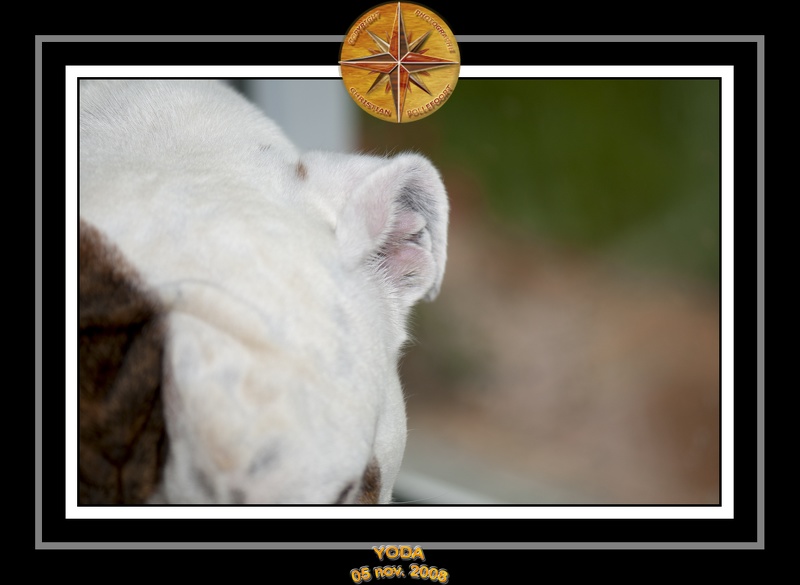 Yoda 2008 Gros Plan 009