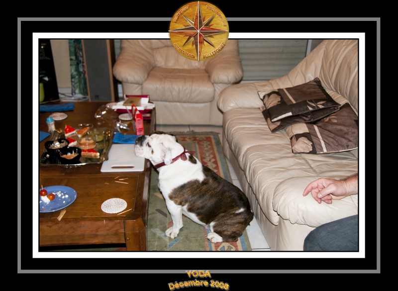 Yoda 2008 Canape 003
