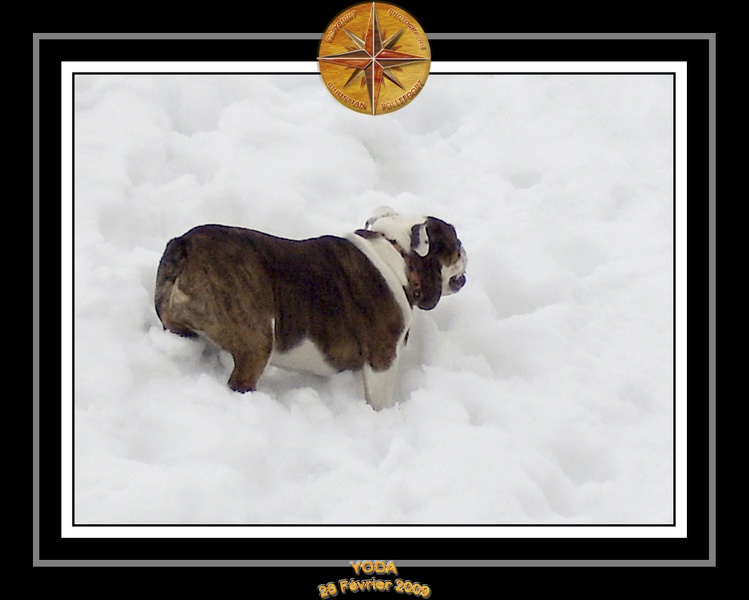 Yoda_2009_Au_Ski_007.jpg