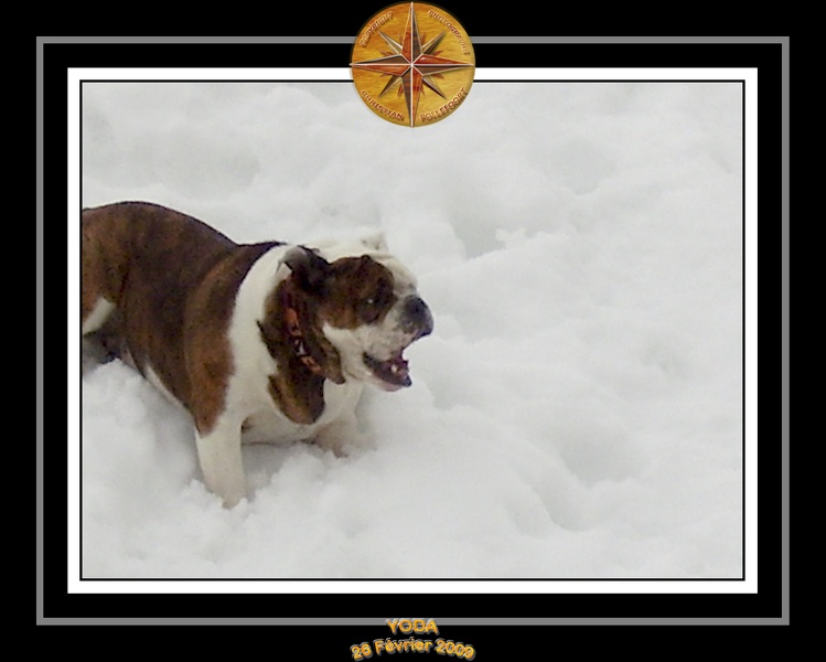 Yoda_2009_Au_Ski_008.jpg