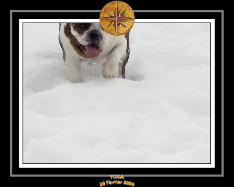 Yoda_2009_Au_Ski_013.jpg