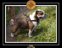 Yoda 2009 Ballade Cancale 012
