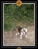 Yoda 2009 Ballade Cancale 013