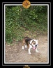 Yoda 2009 Ballade Cancale 014