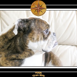 2010 Yoda