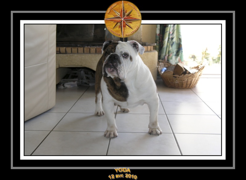 Yoda 2010 Seance photo maison 007