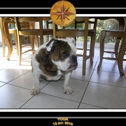 Yoda 2010 Seance photo maison