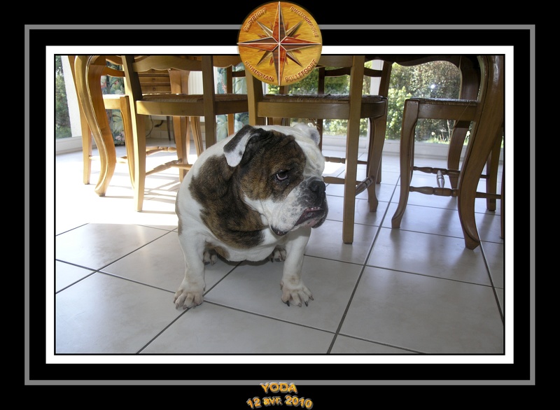 Yoda 2010 Seance photo maison 010